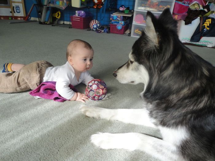 Big Dogs and Little Kids (46 pics)