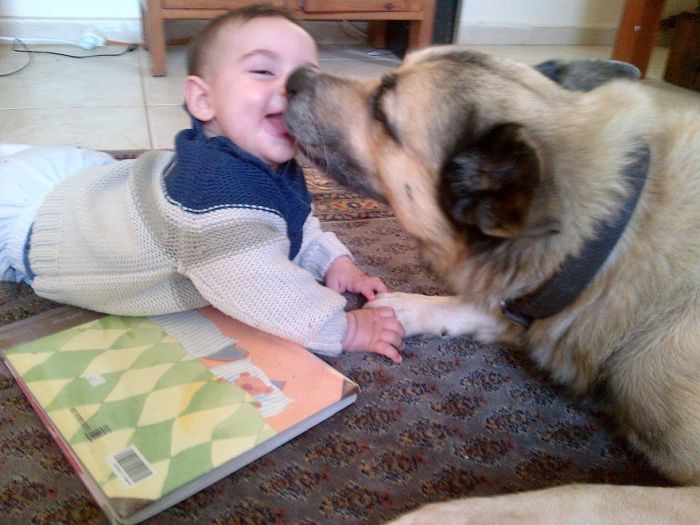 Big Dogs and Little Kids (46 pics)