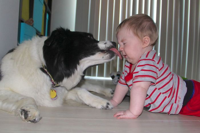 Big Dogs and Little Kids (46 pics)