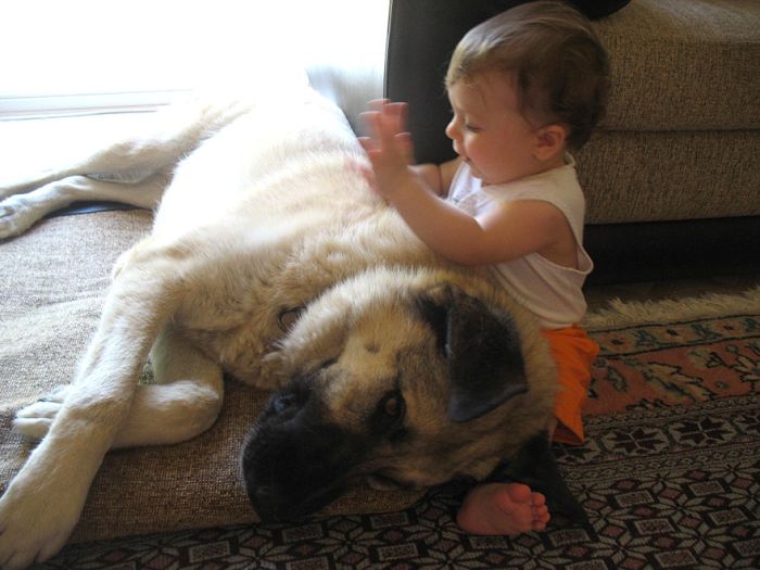 Big Dogs and Little Kids (46 pics)