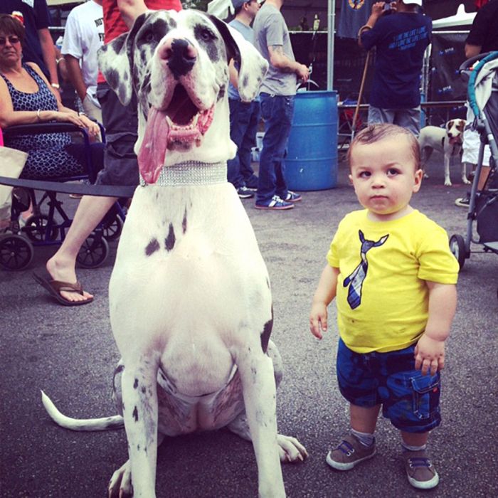 Big Dogs and Little Kids (46 pics)