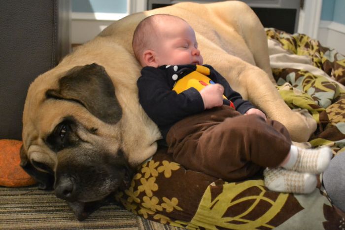 Big Dogs and Little Kids (46 pics)