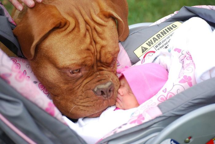 Big Dogs and Little Kids (46 pics)