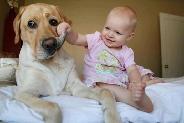 Big Dogs and Little Kids (46 pics)