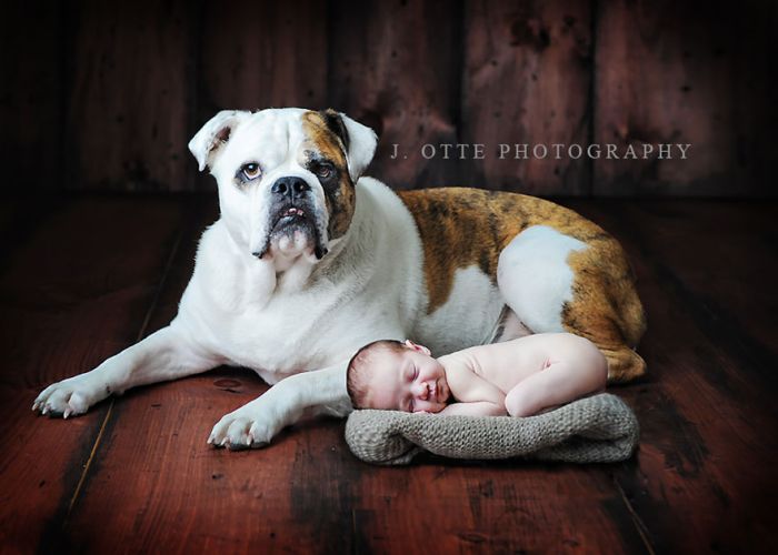 Big Dogs and Little Kids (46 pics)