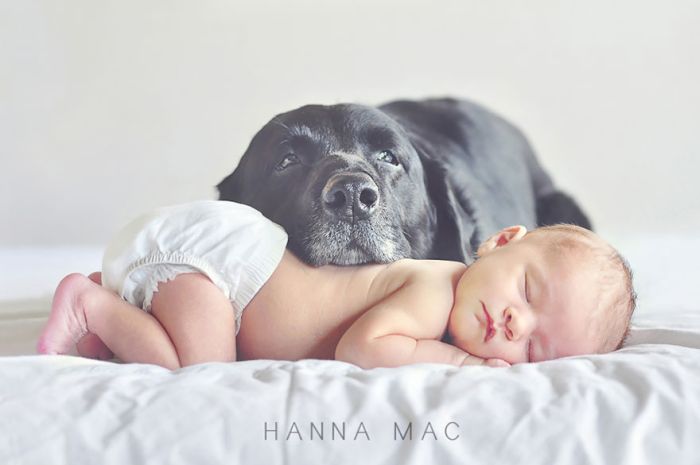 Big Dogs and Little Kids (46 pics)