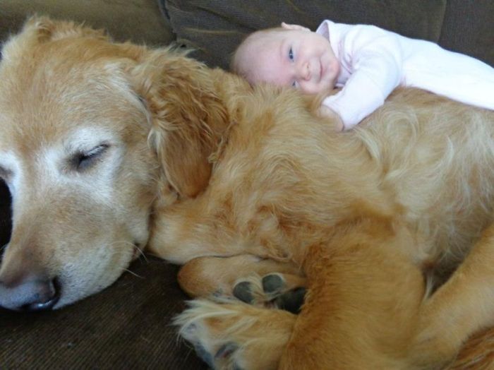 Big Dogs and Little Kids (46 pics)