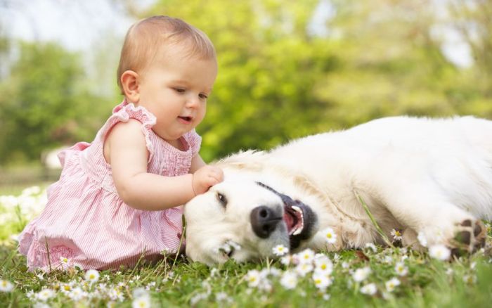 Big Dogs and Little Kids (46 pics)