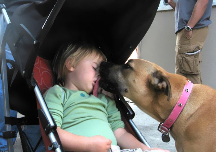 Big Dogs and Little Kids (46 pics)