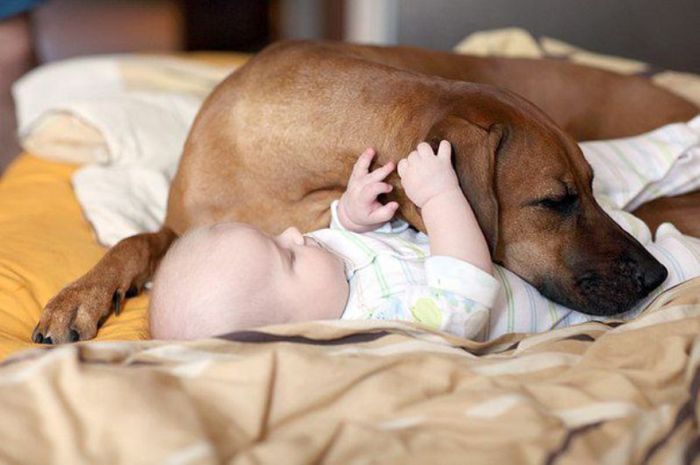 Big Dogs and Little Kids (46 pics)