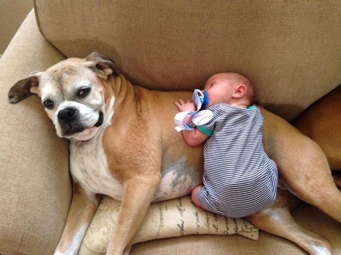 Big Dogs and Little Kids (46 pics)