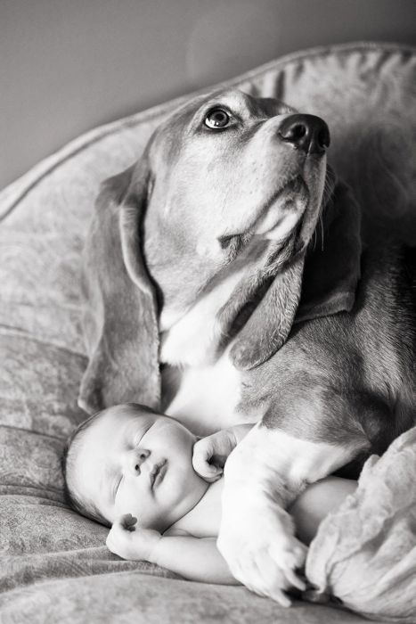 Big Dogs and Little Kids (46 pics)