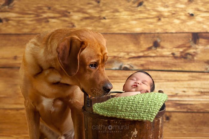 Big Dogs and Little Kids (46 pics)