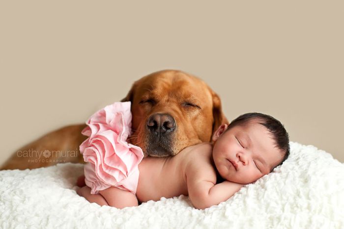 Big Dogs and Little Kids (46 pics)