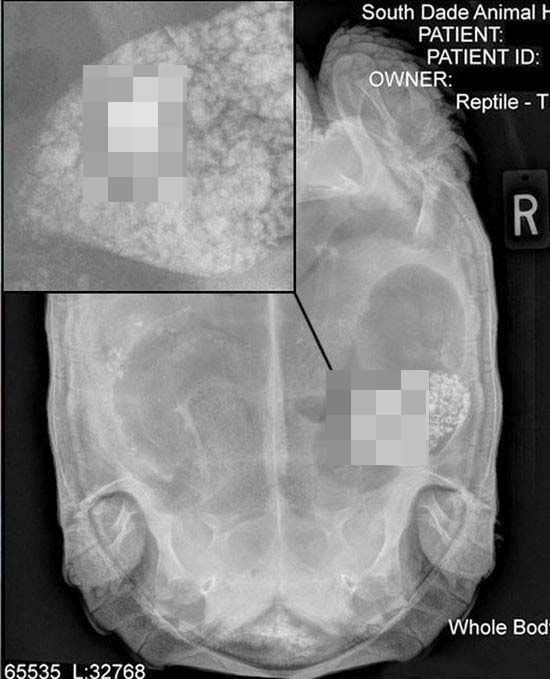 X-ray of a Tortoise That Swallowed a Turtle Pendant (2 pics)