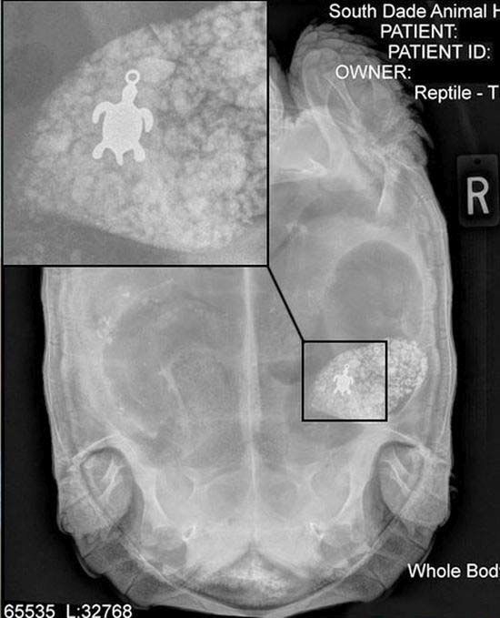 X-ray of a Tortoise That Swallowed a Turtle Pendant (2 pics)