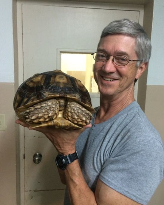 X-ray of a Tortoise That Swallowed a Turtle Pendant (2 pics)