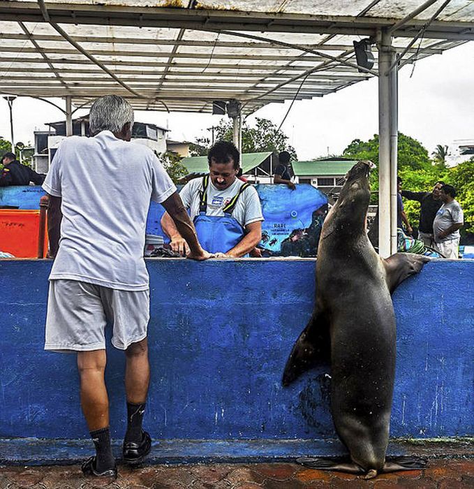 Sea Lion Waiting for a Snack (7 pics)