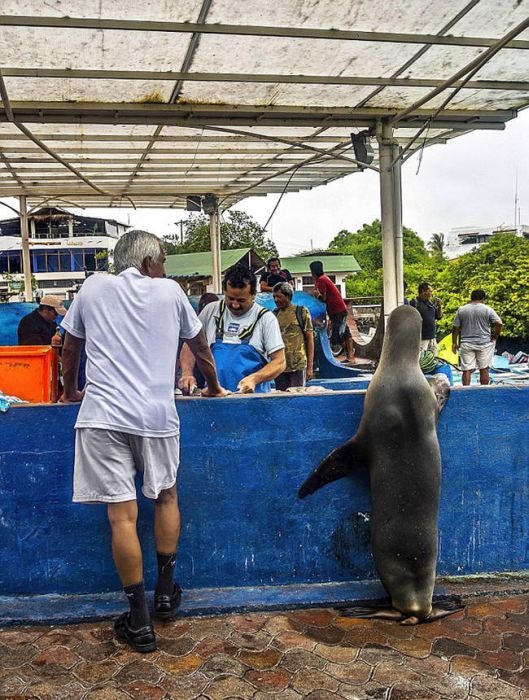 Sea Lion Waiting for a Snack (7 pics)