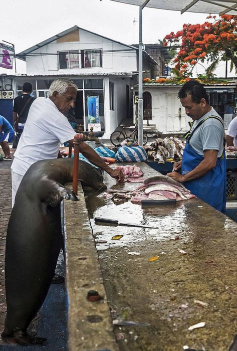 Sea Lion Waiting for a Snack (7 pics)