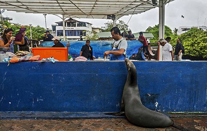 Sea Lion Waiting for a Snack (7 pics)