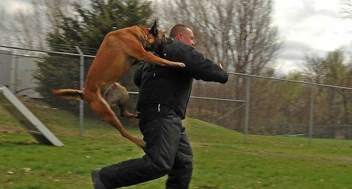 Police Dog Gives A Hilarious Statement To Prosecutors (2 pics)
