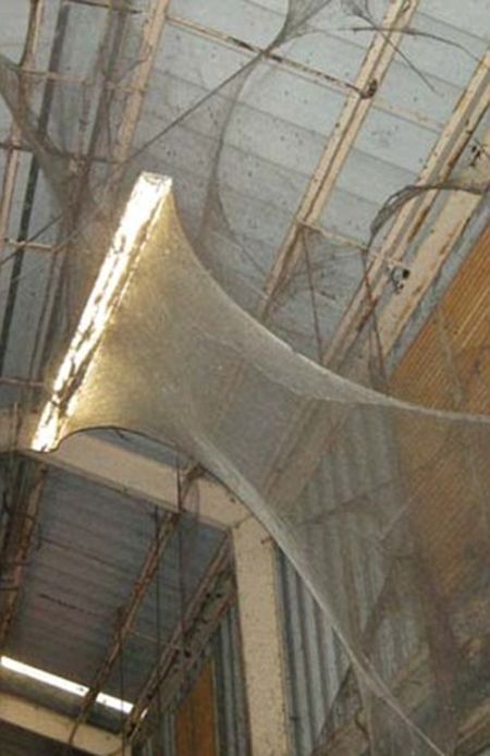 This Gigantic Spider Web Is The Thing Nightmares Are Made Of (6 pics)