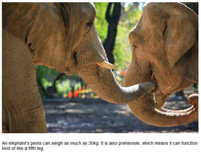 The Truth About Animals And Their Sexual Habits (27 pics)