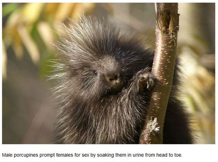 The Truth About Animals And Their Sexual Habits (27 pics)