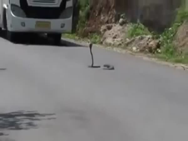 Mongoose vs Cobra