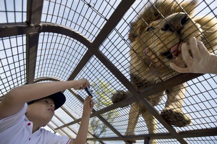How To Get Up Close And Personal With Lions (14 pics)