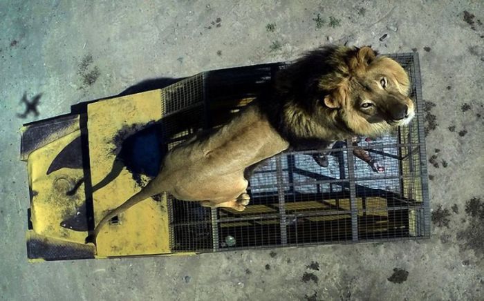 How To Get Up Close And Personal With Lions (14 pics)