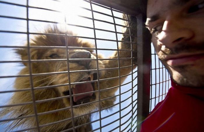 How To Get Up Close And Personal With Lions (14 pics)