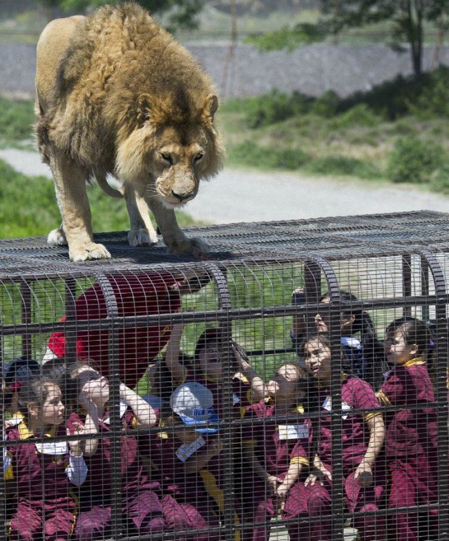 How To Get Up Close And Personal With Lions (14 pics)