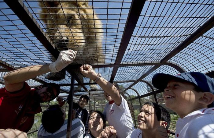 How To Get Up Close And Personal With Lions (14 pics)