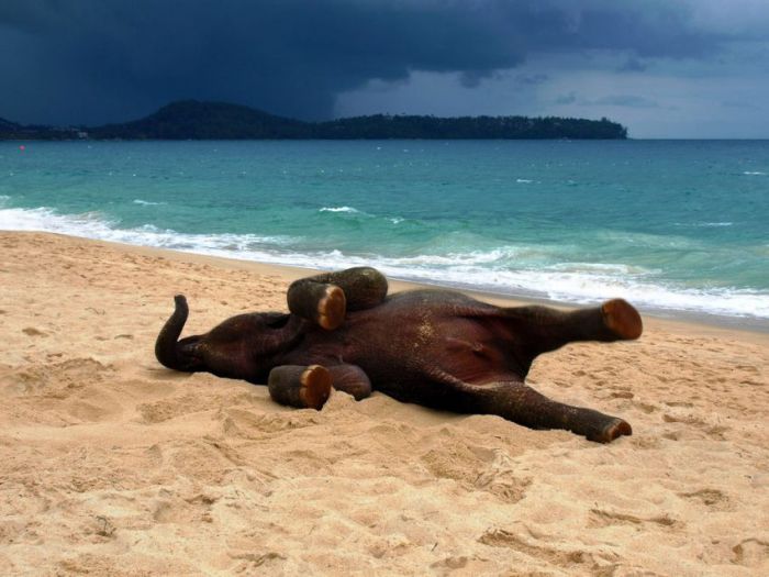 This Baby Elephant On The Beach Will Make Your Day (4 pics)