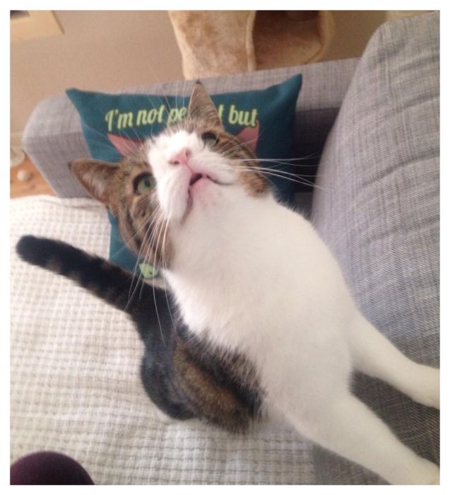 Monty The Cat's Face Is Unusual But Lovable (26 pics)