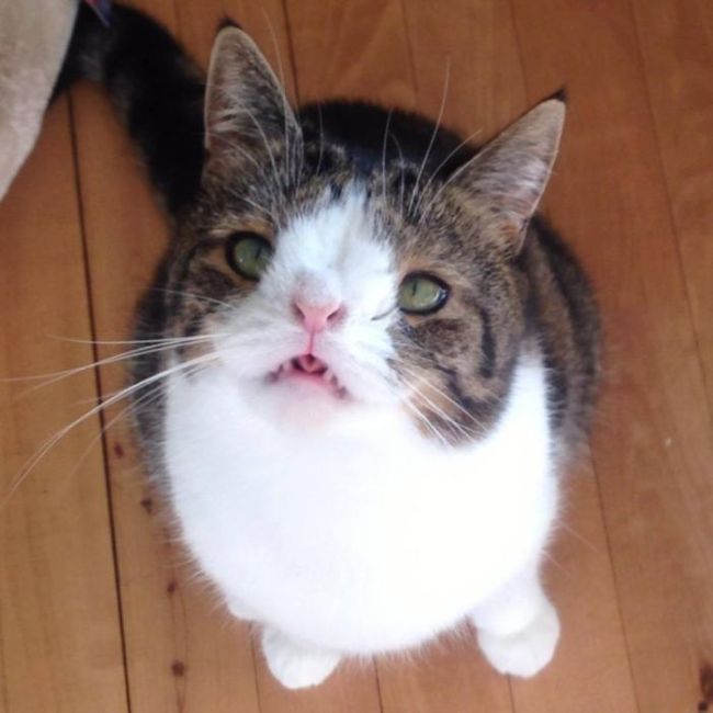 Monty The Cat's Face Is Unusual But Lovable (26 pics)
