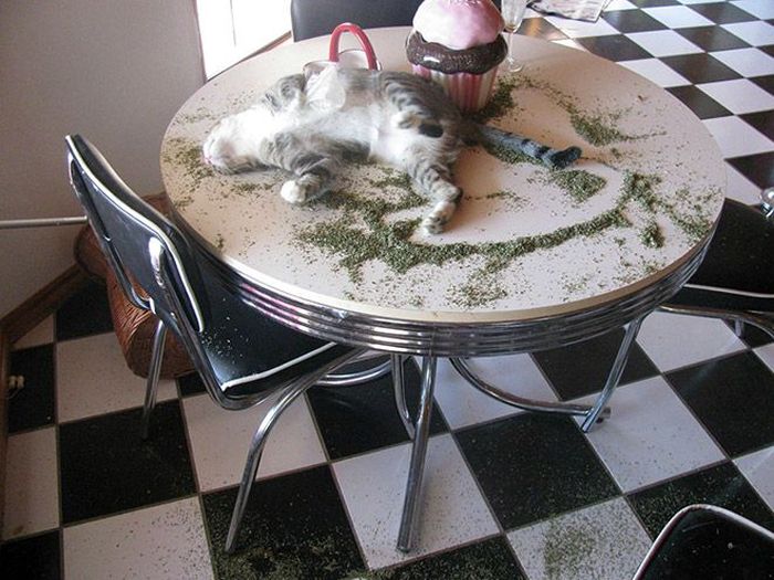 Acid Picdump (115 pics)