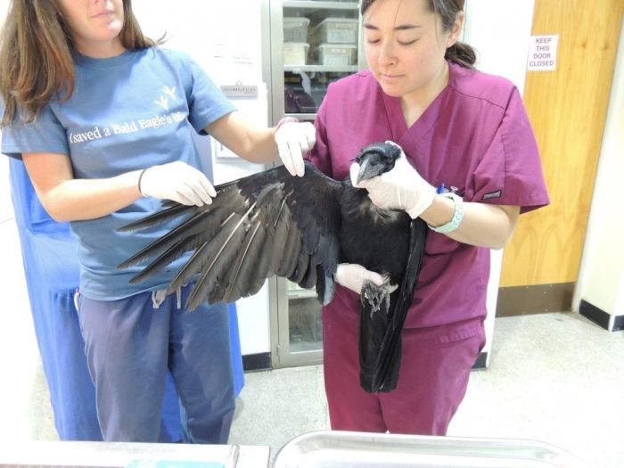 Injured Raven Gets A Feather Transplant (7 pics)