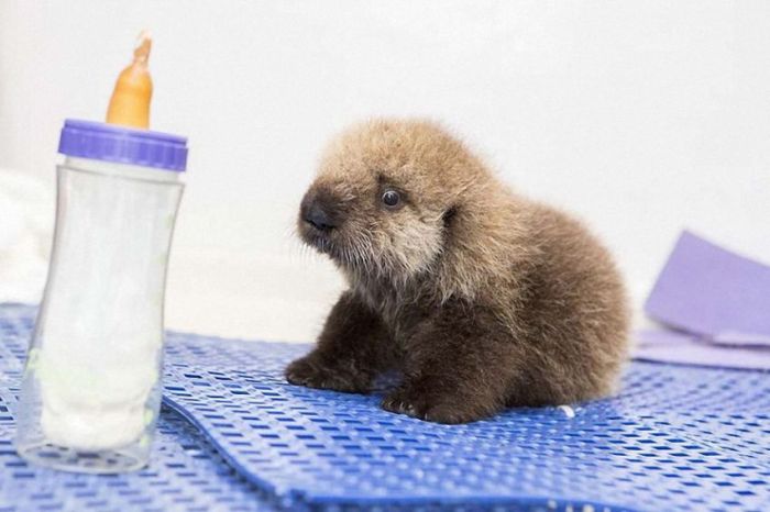 Time For The Otter To Learn How To Swim (21 pics)