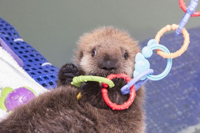 Time For The Otter To Learn How To Swim (21 pics)