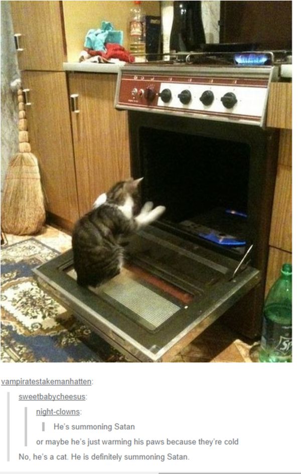 Times That Tumblr Captured The Best Cat Moments (21 pics)