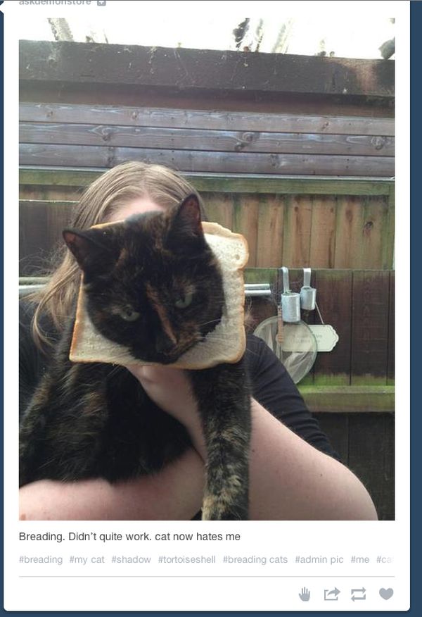 Times That Tumblr Captured The Best Cat Moments (21 pics)