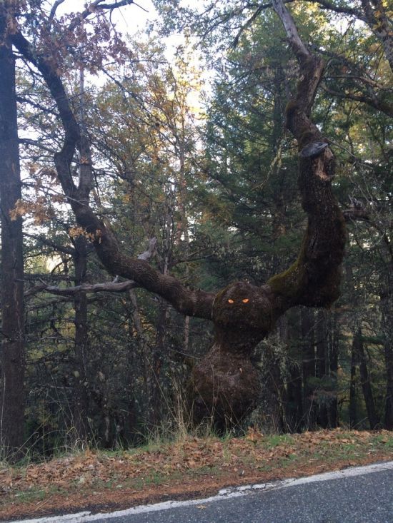 Acid Picdump (85 pics)