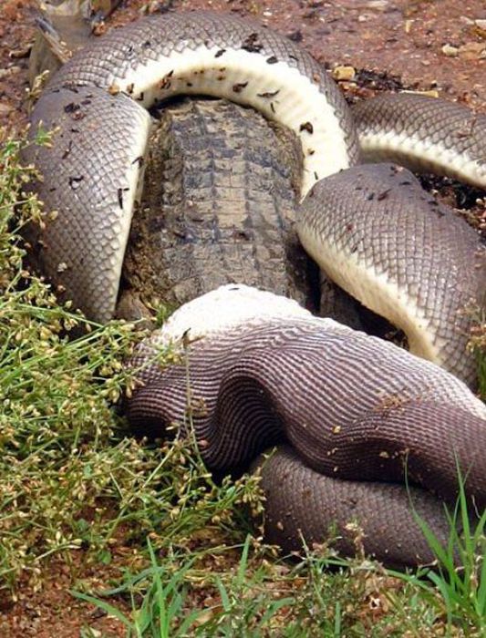 Giant Snake Fights A Crocodile Then Eats It (19 pics)