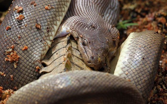 Giant Snake Fights A Crocodile Then Eats It (19 pics)