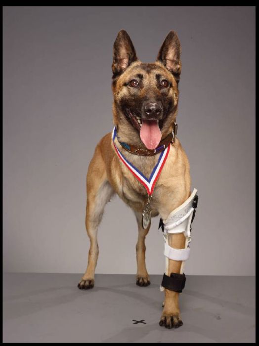 This Three Legged Dog Is A Veteran (14 pics)