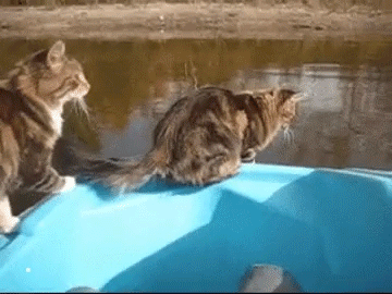 Facepalm Moments. Part 12 (43 pics)