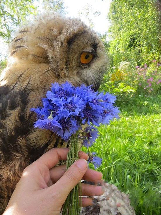This Owl Does Not Like Having His Photo Taken (3 pics)